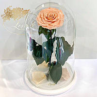 Роза в колбе стабилизированная Lerosh под стеклянным куполом персиковая 33 см. 830164