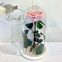Роза стабилизированная Lerosh под стеклянным куполом розовая жемчужная 27 см. 830120
