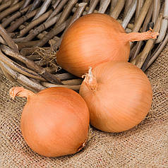 Насіння ріпчастої цибулі Манас F1 (Manas F1) Bejo 250000 калб