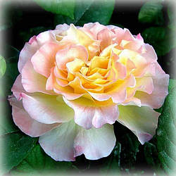 Троянда чайно-гібридна Акварель (Aguarell/Perfect Harmony)