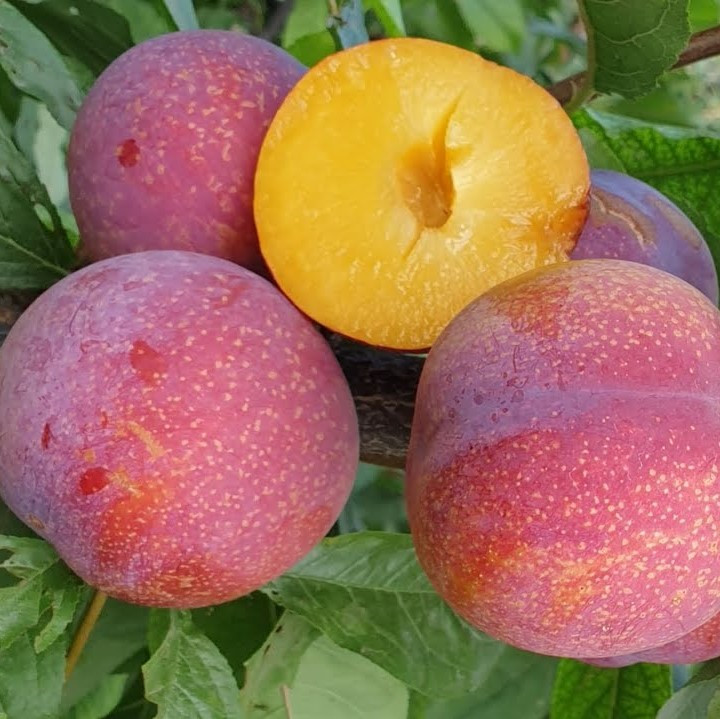 Саджанці диплоїдної аличі "Пінк Сатурн" (середньоспілий сорт)