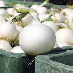 Насіння ріпчастої цибулі Вайт Вінг F1 (White Wing F1) Bejo 250000