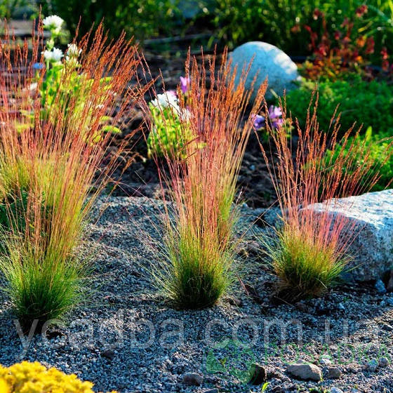 Вівсянниця Festuca Волберга (горщик 0,5л), фото 1