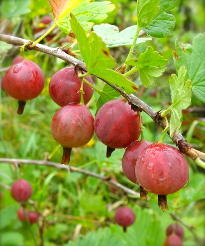 Саженцы крыжовника сорт "Машека" 2 летние, конт. 7 л - фото 2 - id-p1668605070