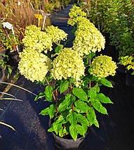 Гортензія волотиста Пандора / С20 / Hydrangea Pandora, фото 6