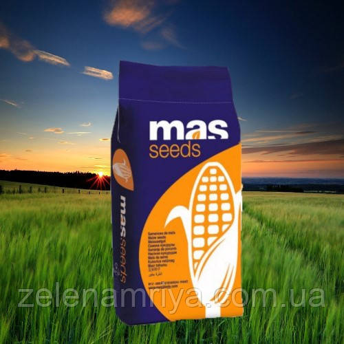 Насіння кукурудзи MAS 44.A  ФАО : 380