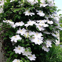 Клематис Марі Бойселот однорічний саджанець Clematis Marie Boisselot 2 група обрізки