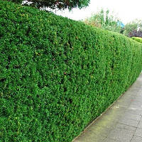 Тис вічнозелений, Taxus