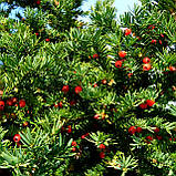 Тис вічнозелений, Taxus, фото 4