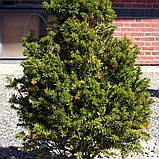 Тис вічнозелений, Taxus, фото 5