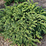 Тис вічнозелений, Taxus, фото 3