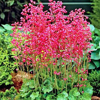 Гейхера Корал Форест, Heuchera sanguinea Coral Forest