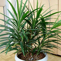 Корділіна пряма (вкорінений черенок), Cordyline stricta