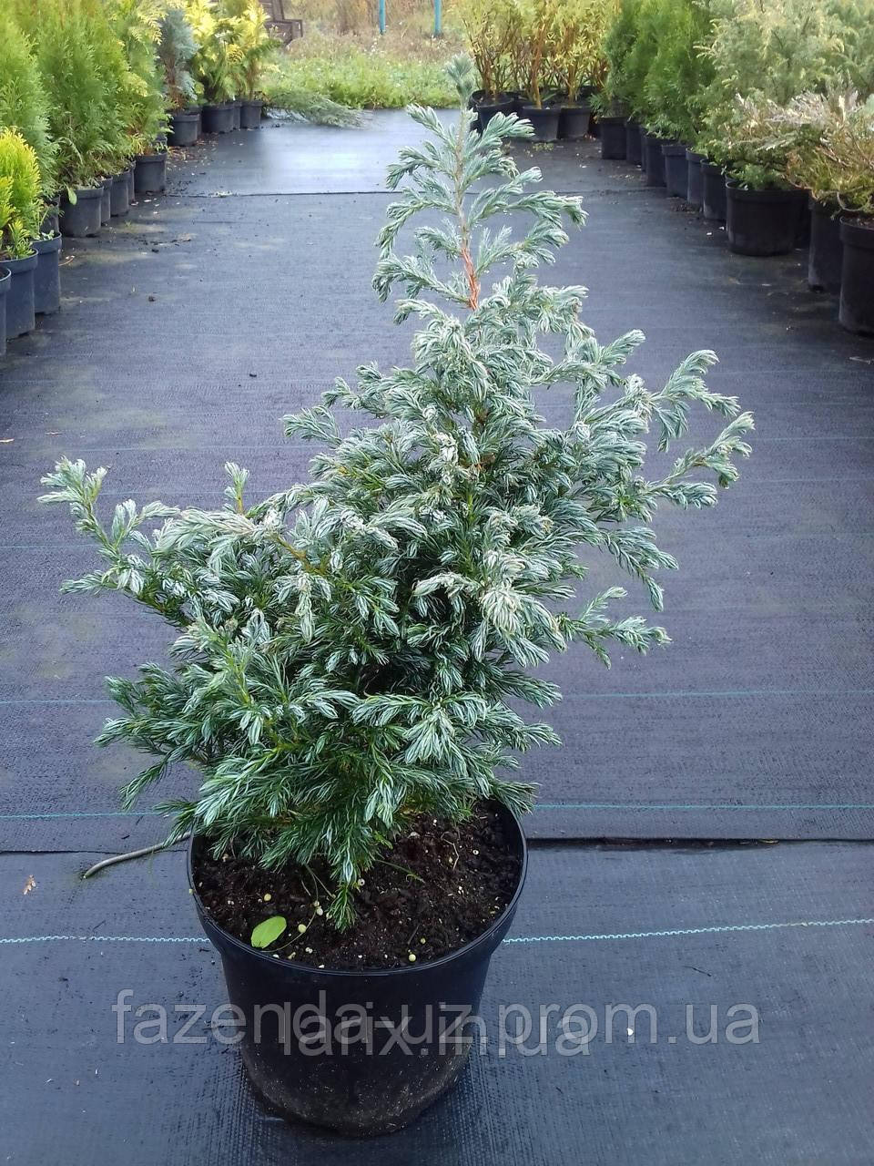 Chamaecypis pisifera "Boulevard" Кипарисовик Булевард С2