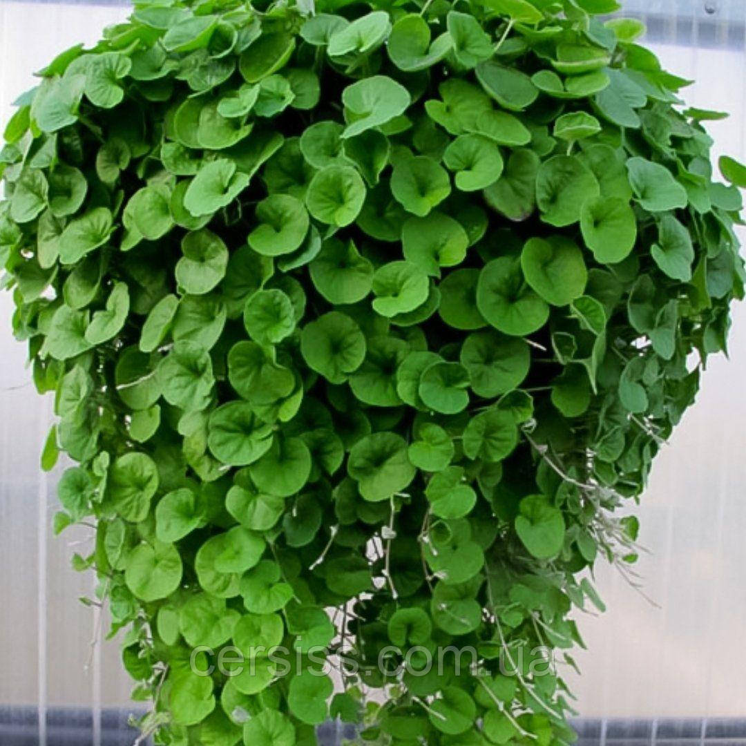 Купити Діхондра зелена, Dichondra, ціна 45 грн - Prom.ua (ID# 1668749460)