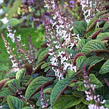 Плектрантус Ніко кімнатна рослина в горщику Plectranthus ciliatus, фото 2