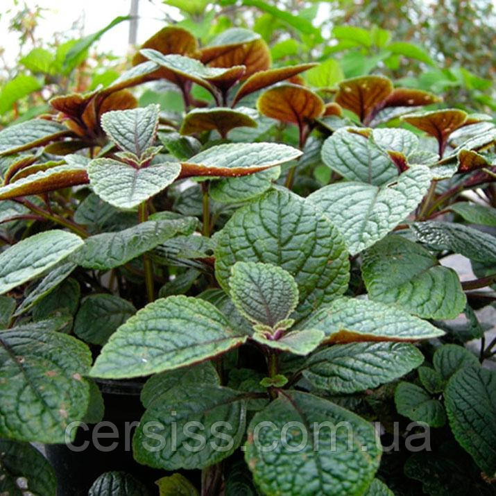 Плектрантус Ніко кімнатна рослина в горщику Plectranthus ciliatus, фото 1