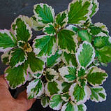 Плектрантус колеусовидний варієгата ампельна кімнатна рослина Plectranthus coleoides, фото 3