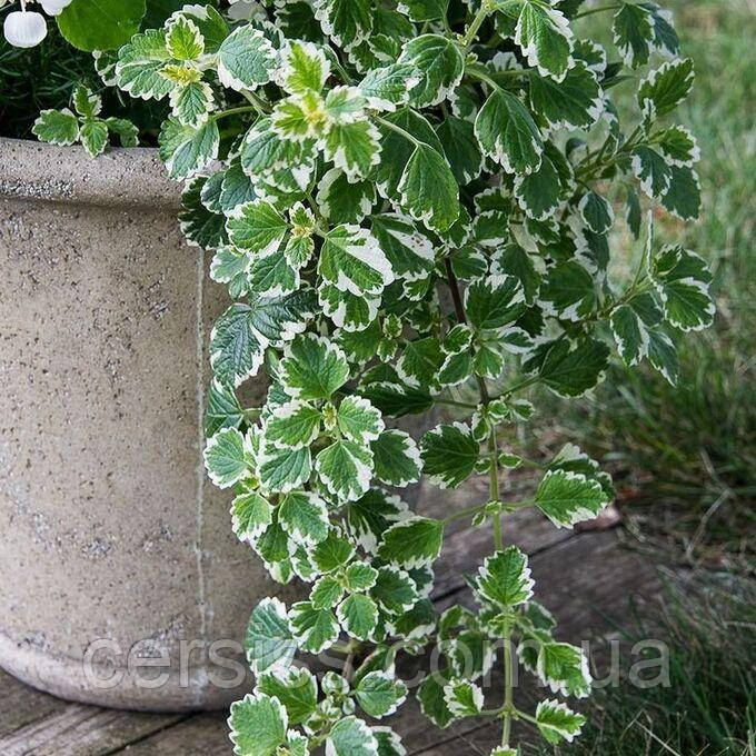 Плектрантус колеусовидний варієгата ампельна кімнатна рослина Plectranthus coleoides
