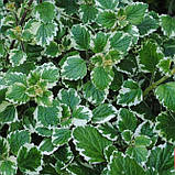 Плектрантус колеусовидний варієгата ампельна кімнатна рослина Plectranthus coleoides, фото 2