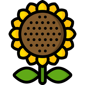 НАСІННЯ СОНЯШНИКА