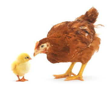 🐔Для птахівництва