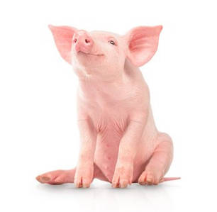 🐷Для свинарства