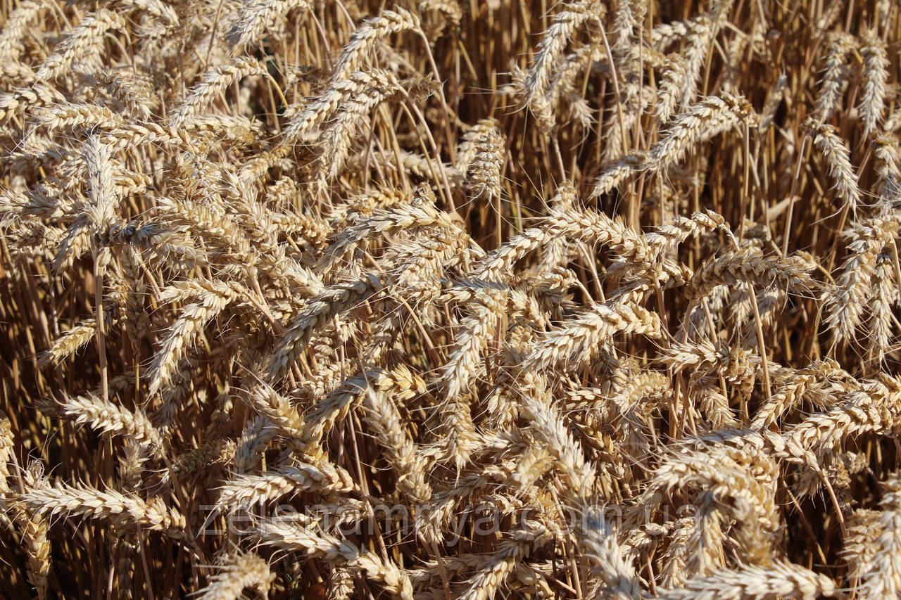 Канадський трансгенний сорт м'якої пшениці дворучки АMADEO (Амадео) Еліта, фото 1