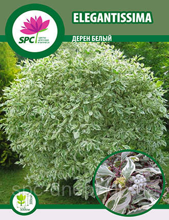 Дерен Elegantissima