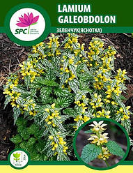 Яснотка(зеленчук)