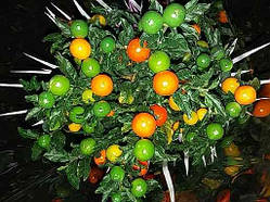 Соланум, кімнатний пасльон