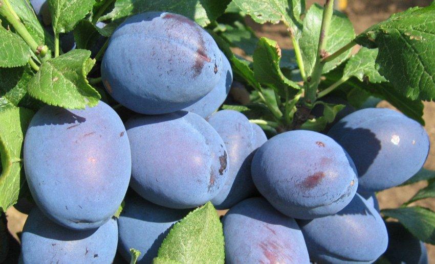 Саджанці сливи Топ Хіт (дворічний)