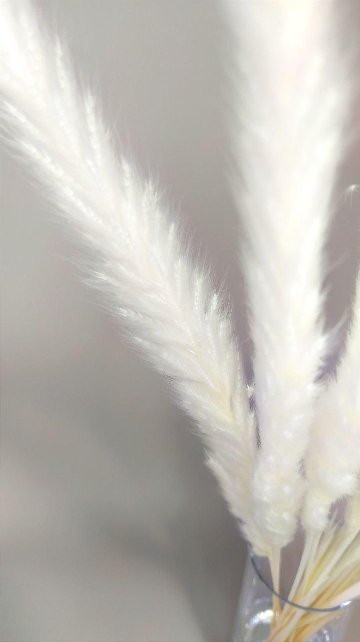 Сухоцвет натуральный крашеный Мини Пампас Белый - фото 3 - id-p1668955488