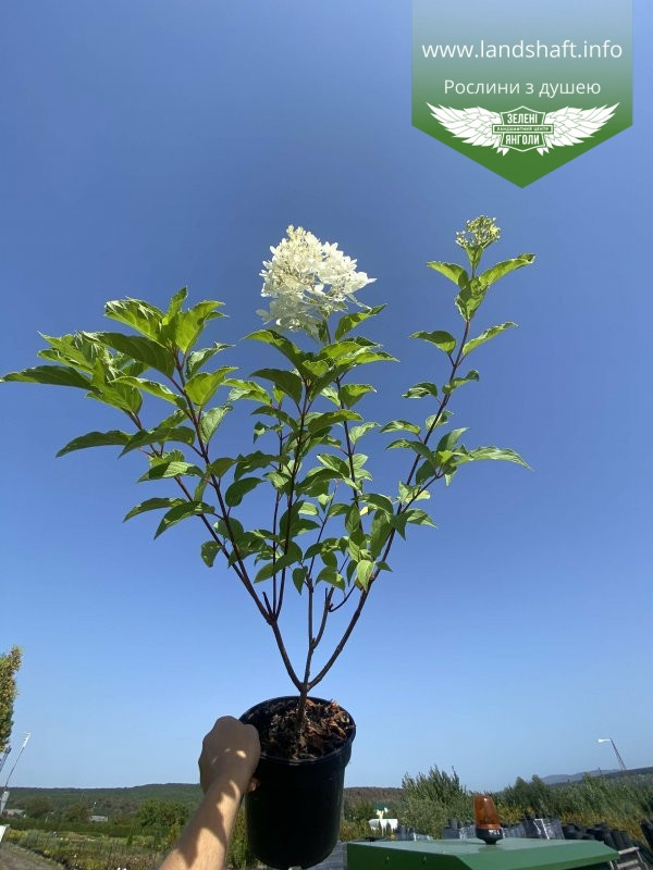 Hydrangea paniculata mix, Гортензія волотиста в асортименті,C2 - горщик 2л
