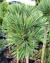 Сосна гнучка Шайєнн на штамбі / h 60-70 / Pinus flexilis Cheyenne