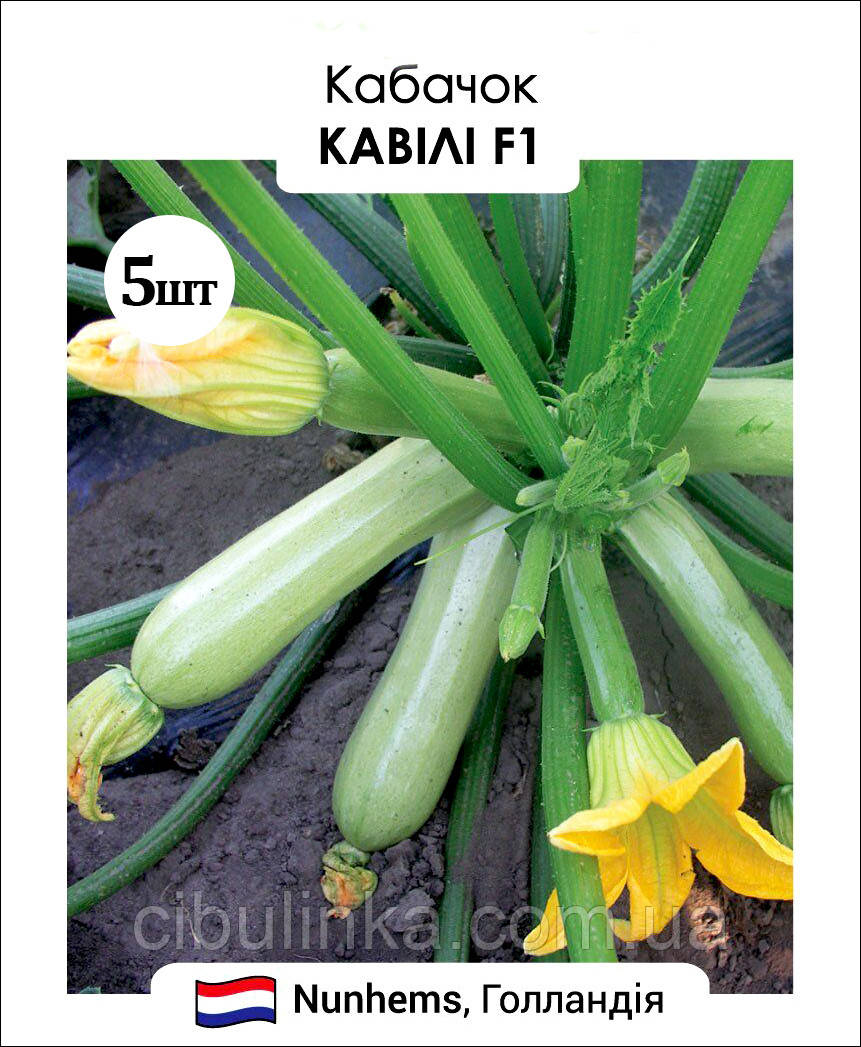 Кабачок Кавілі F1 Nunhems/Нідерланди 5 шт, фото 1