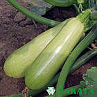 Кабачок Арал F1 Японія 5 шт (30 днів), фото 4