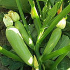 Кабачок Арал F1 Японія 5 шт (30 днів), фото 5