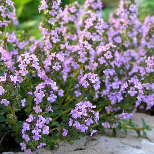 Саджанці Чебрецю (Чебрець) Перцевого (Thymus piperita) Р9