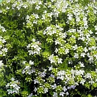 Саженцы Чабреца (Тимьян) ползучий Альбус (Thymus serphyllum Albus) Р9