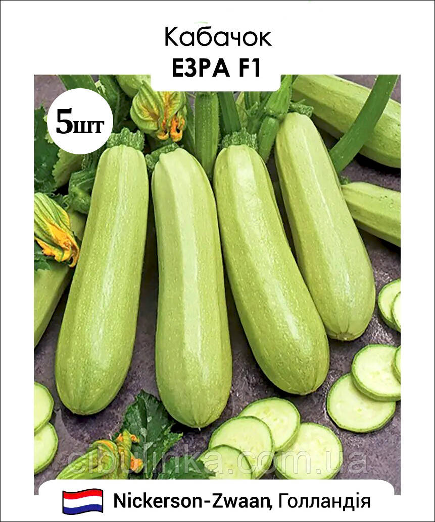 Кабачок Езра F1 Нідерланди 5 шт, фото 1