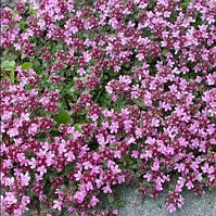Саджанці Чебрецю (Чебрець) помилково пухнастий (Thymus Pseudolanuginosus)