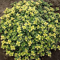 Саджанці Чебрецю (Чебрець) лимоннопахнущий Ауреа (Thymus citriodorus Aurea)