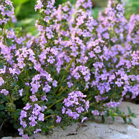 Саджанці Чебрецю (Чебрець) Перцевого (Thymus piperita)