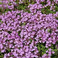 Саджанці Чебрецю (Чебрець) Дорфлера (Thymus Doerfleri)