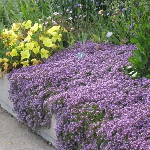 Саджанці Чебрецю (Чебрець) ранній Арктикус (Thymus praecox Arcticus)