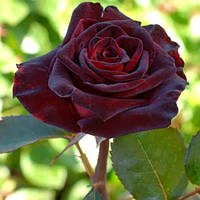 Роза плетистая Черная Королева