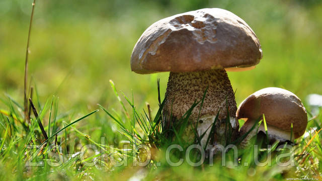 Изображение гриба