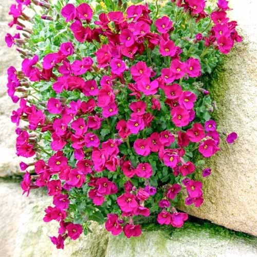 Саджанці Обрієти рожевої (Aubrieta hybrida 'Lucas') Р9, фото 1