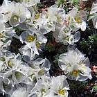 Саджанці Пароніхії подушкоподібної (Приноготовник) Р9, фото 2